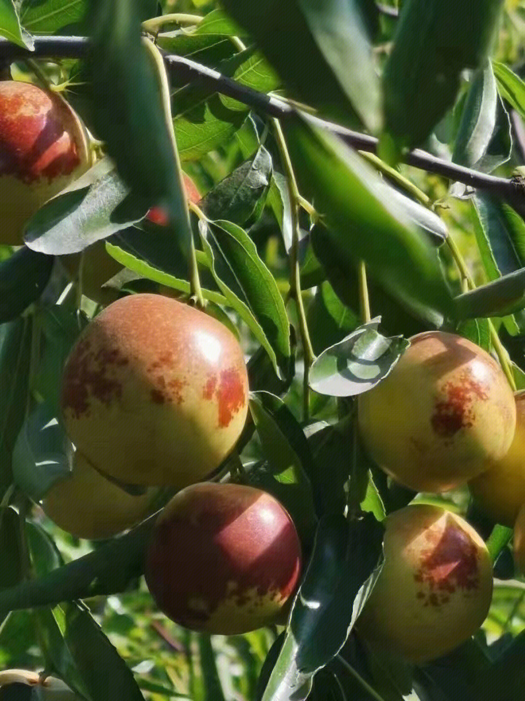 黃驊冬棗五斤一箱499包郵