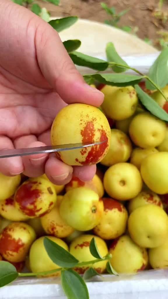 大荔與黃驊冬棗 產地直發，品質鮮甜